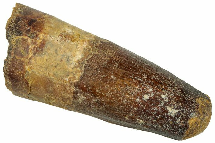 Real Fossil Spinosaurus Tooth - Feeding Worn Tip #311275